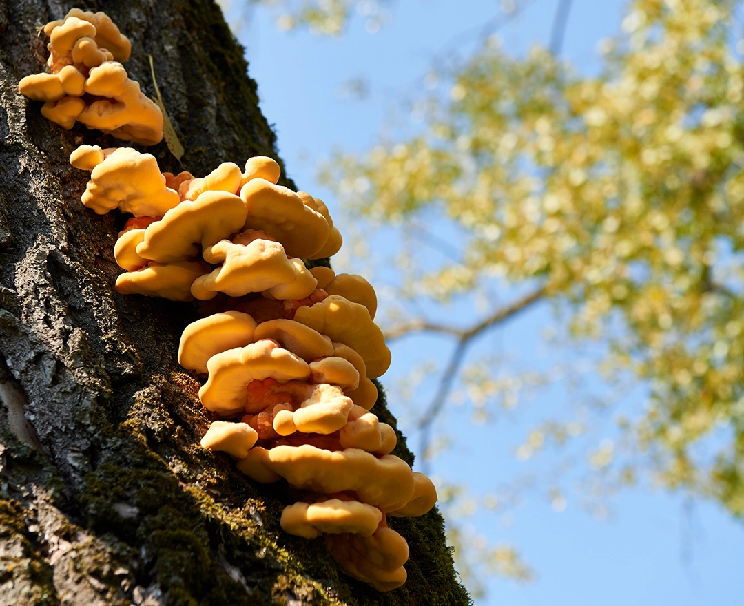 A spongy-looking tree fungus grows in the sunshine under a blue sky.