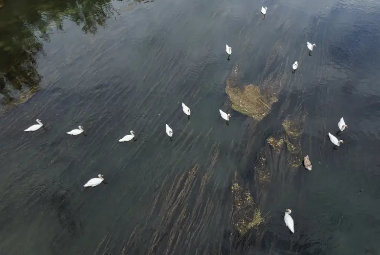 Ein Blick von oben auf die Traisen. Zahlreiche Wasservögel, darunter viele Schwäne, ziehen ihre Bahnen auf dem renaturierten Fluss.