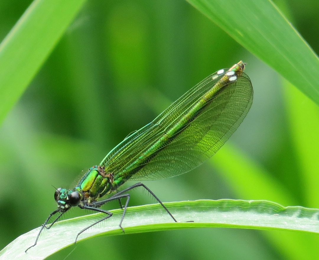 The picture shows a close-up of a damselfly. It is sitting on a green blade of grass.
