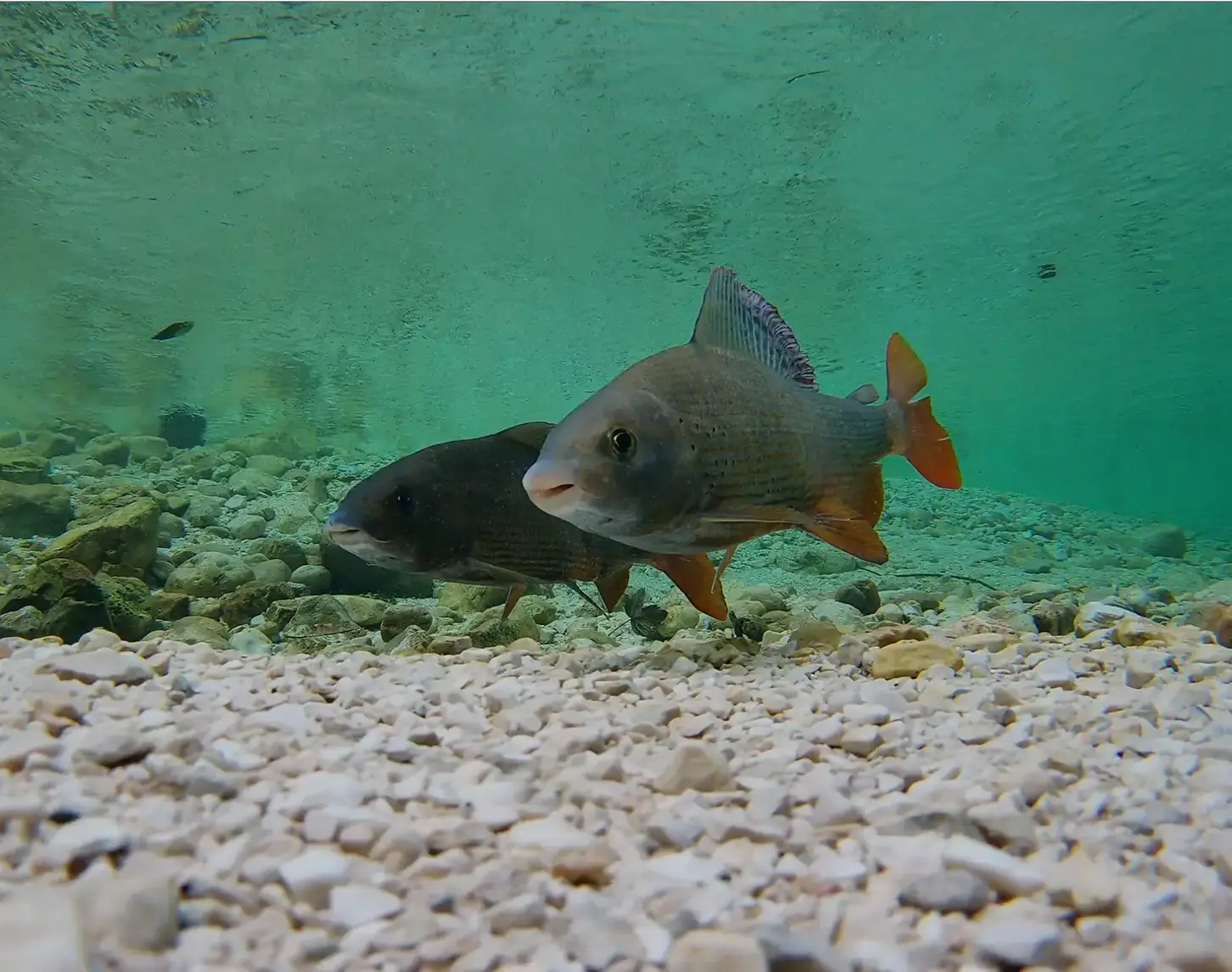 An underwater camera caught two fish on their way through the Traisen.