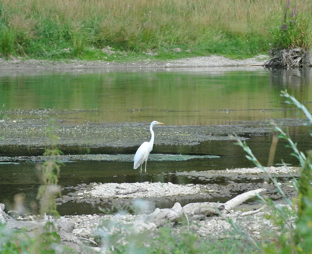 You can see a white crane standing in the river. Meadows and banks can be seen in the background.