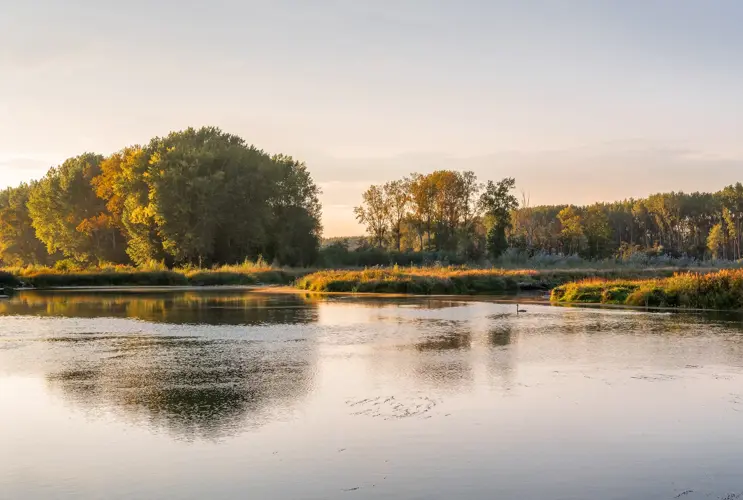 Der Fluß Traisen mit Bäumen im Hintergrund. Auf dem ruhigen Gefässer zieht ein Wasservogel seine Kreise.