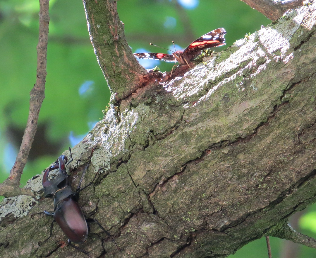 A stag beetle and a butterfly sit on a tree.