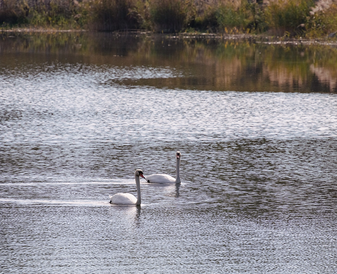 Two swans swim through the Traisen. The bank can be seen in the background.