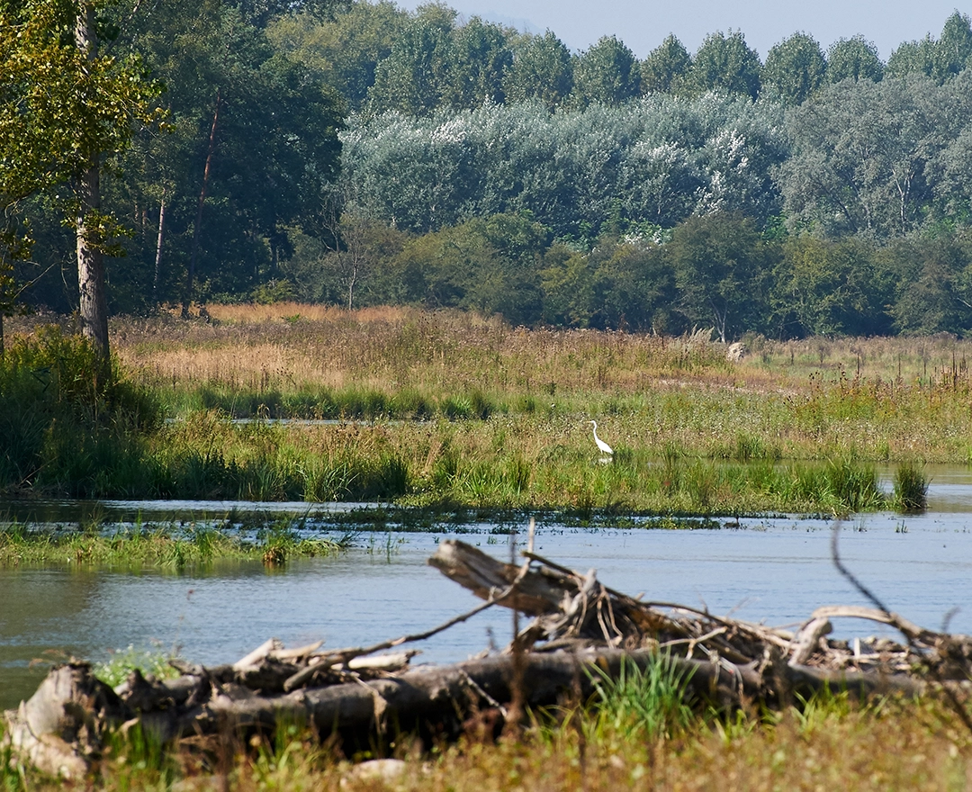 A heron stands in a swamp-like body of water near the sun. Driftwood can be seen in the foreground.
