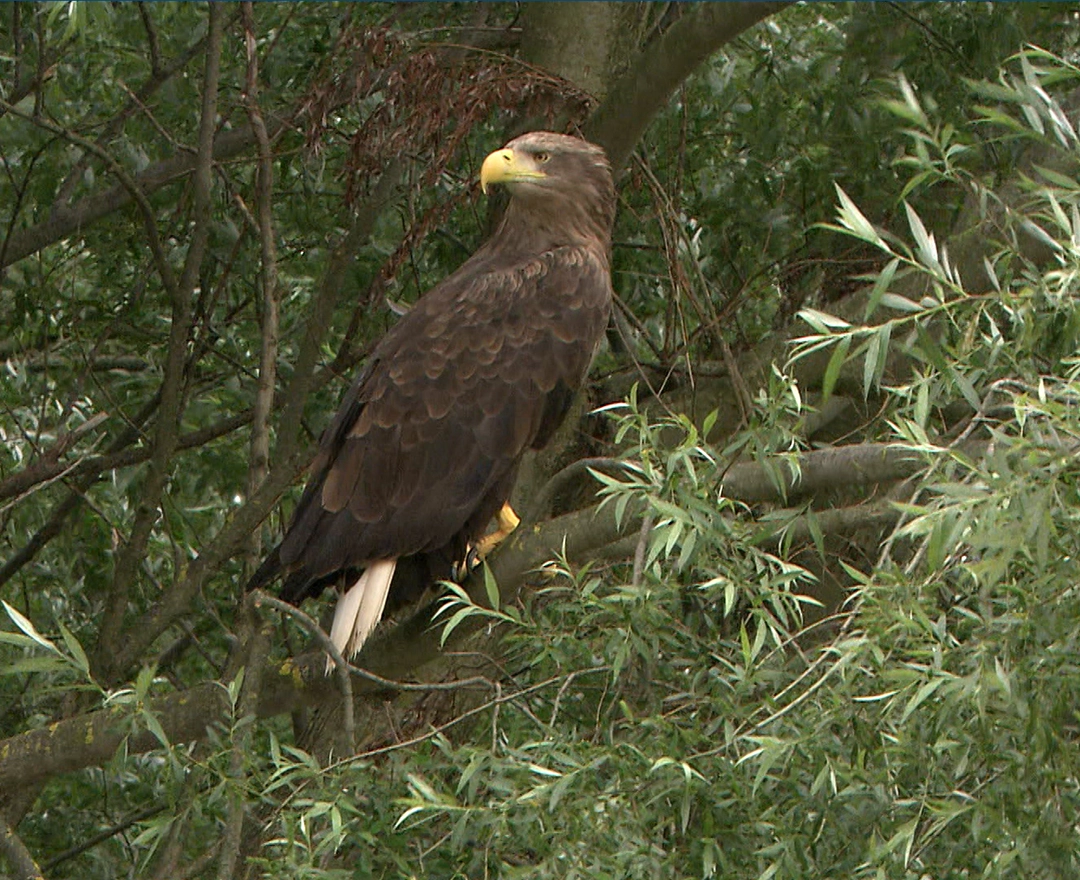 A white-tailed eagle sits on a splendid green tree on the Traisen.